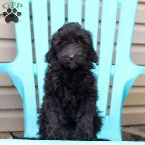 Jewel, Portuguese Water Dog Puppy